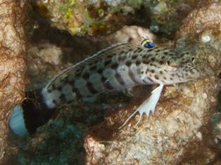 Parapercis Juvénile